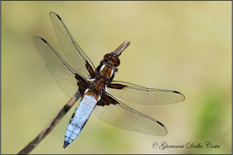 Libellula depressa  maschio e femmina